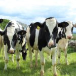 holstein-cattle-2318436_1920_600